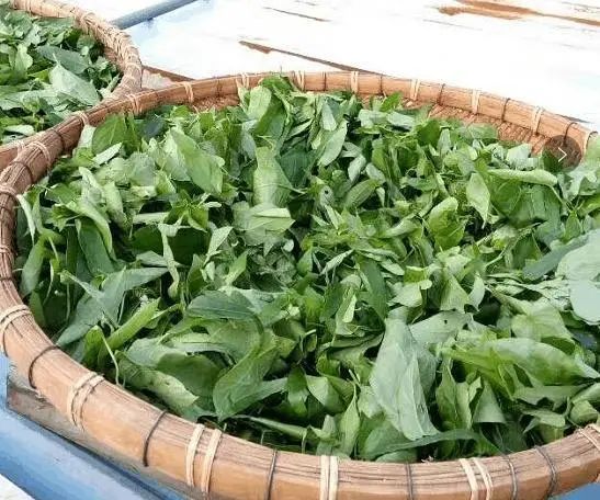 紫贝菜哪些人不能吃_紫贝菜什么人不能吃_紫贝菜能不能常吃