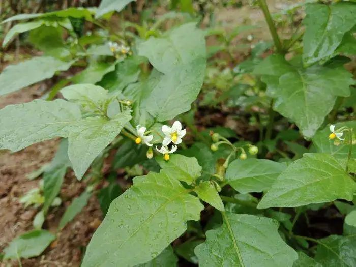 紫贝菜哪些人不能吃_紫贝菜能不能常吃_紫贝菜什么人不能吃