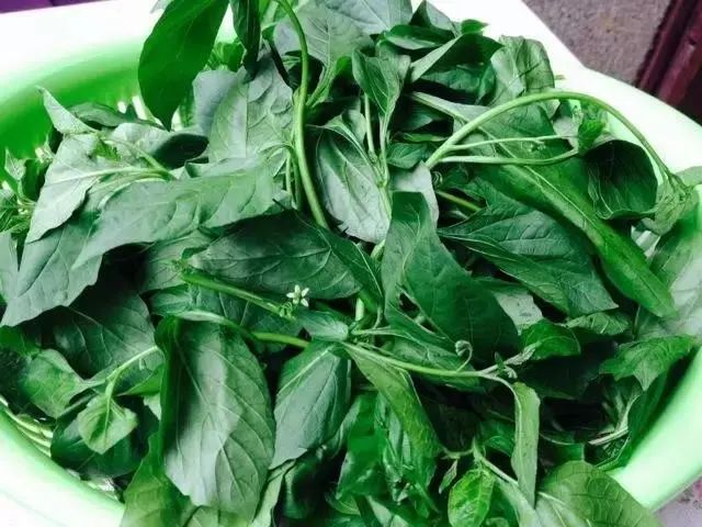 紫贝菜哪些人不能吃_紫贝菜能不能常吃_紫贝菜什么人不能吃