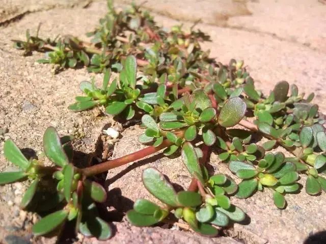 紫贝菜什么人不能吃_紫贝菜哪些人不能吃_紫贝菜能不能常吃