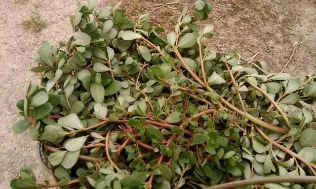 紫贝菜什么人不能吃_紫贝菜哪些人不能吃_紫贝菜能不能常吃