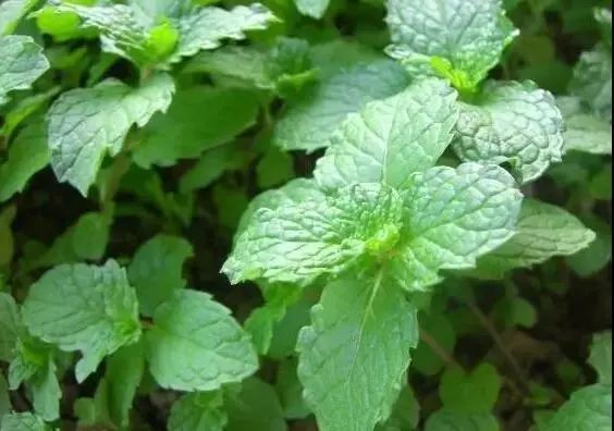 紫贝菜能不能常吃_紫贝菜哪些人不能吃_紫贝菜什么人不能吃