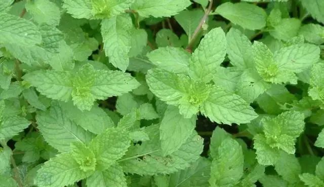 紫贝菜哪些人不能吃_紫贝菜能不能常吃_紫贝菜什么人不能吃