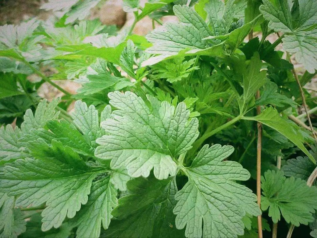 紫贝菜什么人不能吃_紫贝菜哪些人不能吃_紫贝菜能不能常吃