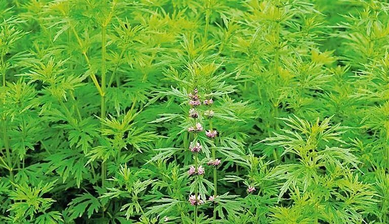 紫贝菜什么人不能吃_紫贝菜能不能常吃_紫贝菜哪些人不能吃