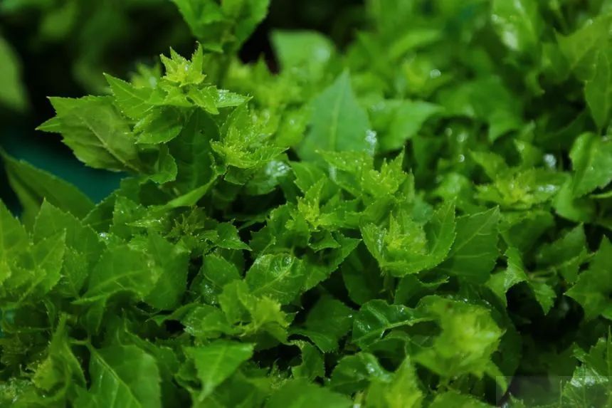 紫贝菜什么人不能吃_紫贝菜哪些人不能吃_紫贝菜能不能常吃