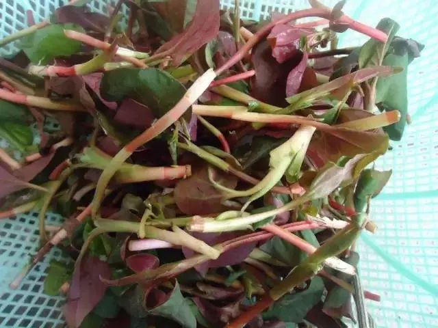 紫贝菜能不能常吃_紫贝菜哪些人不能吃_紫贝菜什么人不能吃