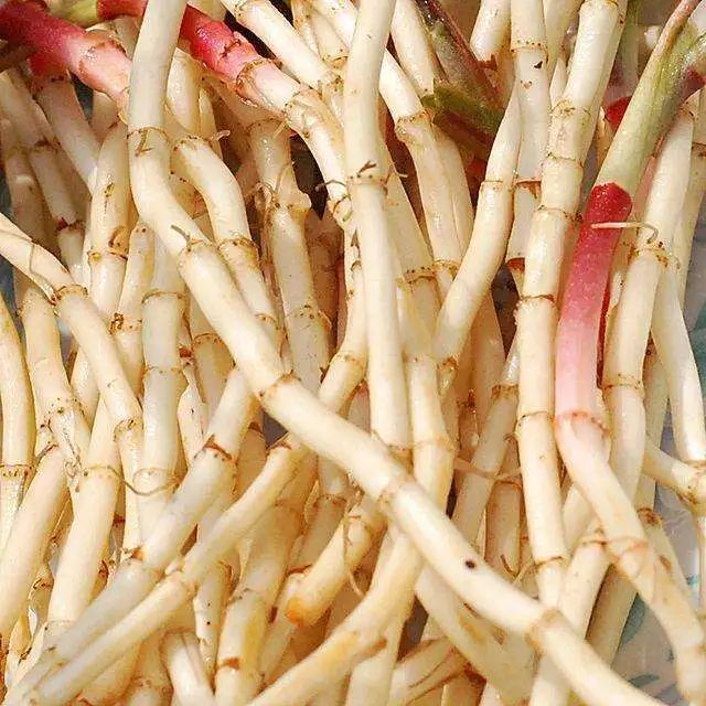 紫贝菜能不能常吃_紫贝菜哪些人不能吃_紫贝菜什么人不能吃