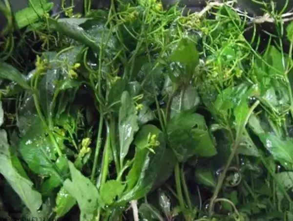 紫贝菜什么人不能吃_紫贝菜能不能常吃_紫贝菜哪些人不能吃