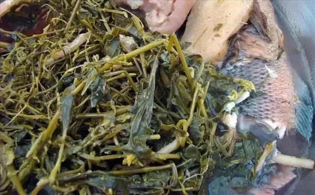 紫贝菜能不能常吃_紫贝菜哪些人不能吃_紫贝菜什么人不能吃