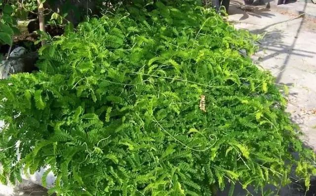 紫贝菜哪些人不能吃_紫贝菜能不能常吃_紫贝菜什么人不能吃