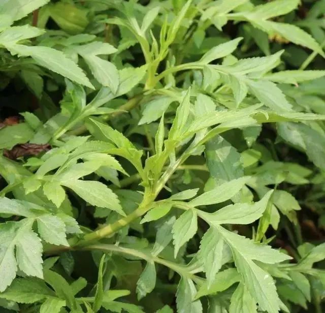 紫贝菜什么人不能吃_紫贝菜哪些人不能吃_紫贝菜能不能常吃