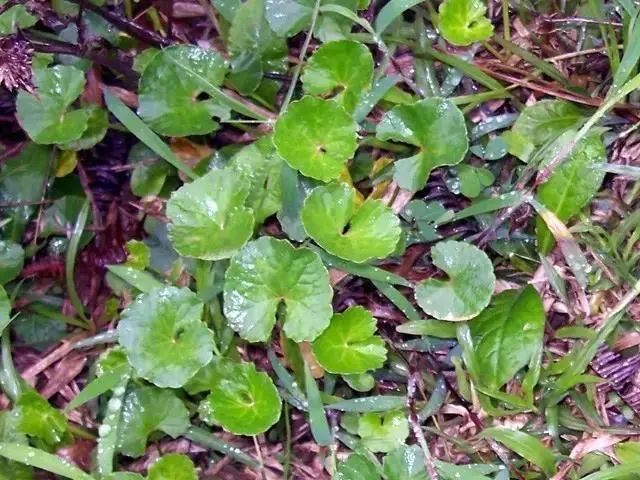 紫贝菜哪些人不能吃_紫贝菜什么人不能吃_紫贝菜能不能常吃