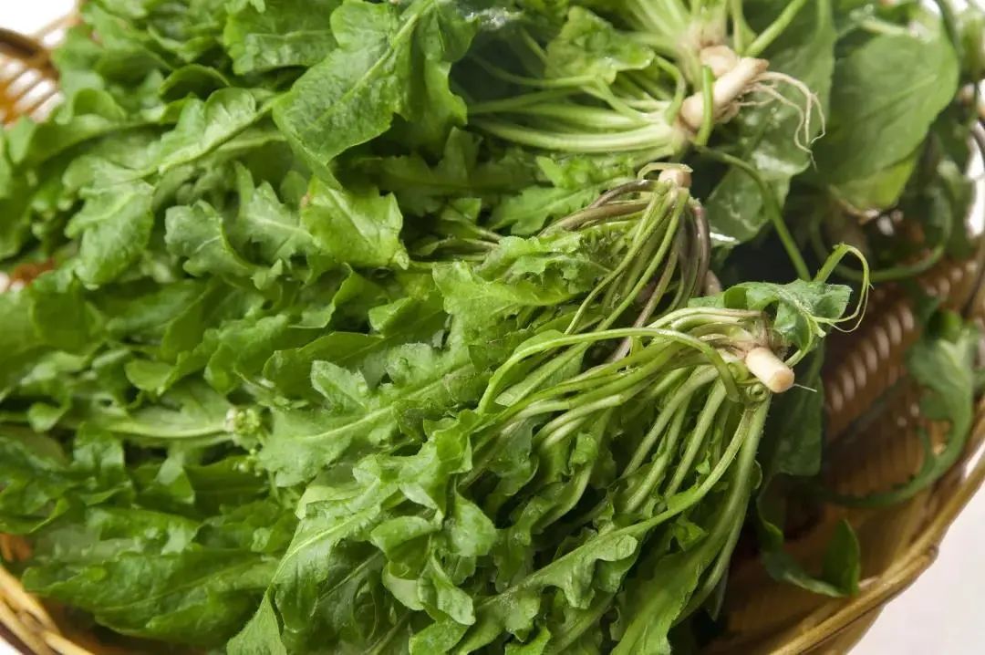 紫贝菜能不能常吃_紫贝菜哪些人不能吃_紫贝菜什么人不能吃