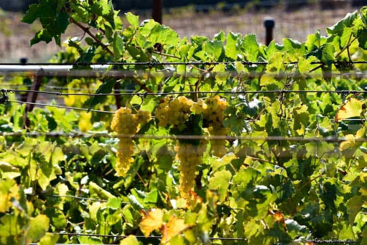 希腊克里特岛旅行建议指南攻略,尽情享受爱琴海吧(图12) 希腊爱琴海旅游攻略_希腊爱琴海旅游报价_希腊爱琴海在哪儿