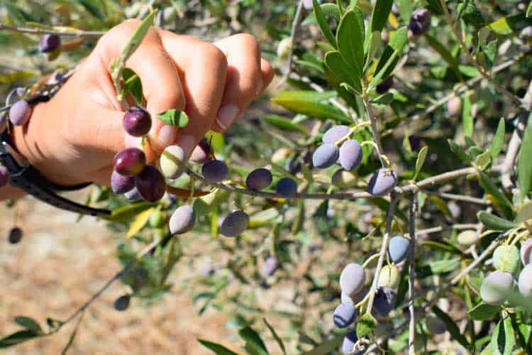 希腊克里特岛旅行建议指南攻略,尽情享受爱琴海吧(图21) 希腊爱琴海旅游攻略_希腊爱琴海旅游报价_希腊爱琴海在哪儿