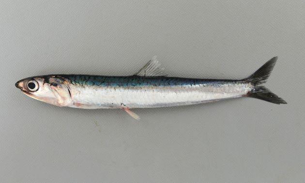 开网店卖零食货源_怎样开网店卖零食_开零食网店赚钱吗