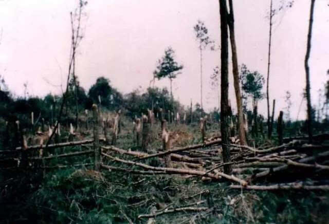 中国UFO未解谜案:神秘光球突降林场,400亩松林被拦腰斩断 - 哔哩哔哩(图3) 贵阳灵异事件空中怪车_贵阳都溪林场空中怪车事件_贵阳空中怪车遗址展览