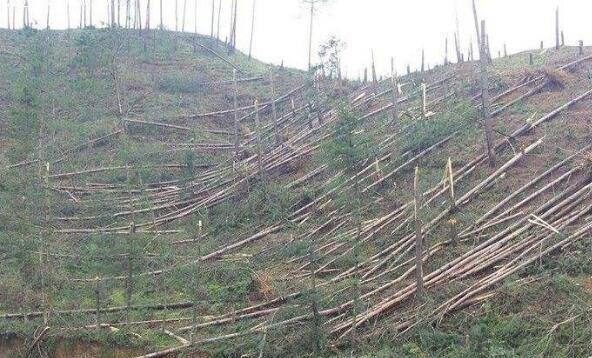 中国UFO未解谜案:神秘光球突降林场,400亩松林被拦腰斩断 - 哔哩哔哩(图4) 贵阳都溪林场空中怪车事件_贵阳灵异事件空中怪车_贵阳空中怪车遗址展览