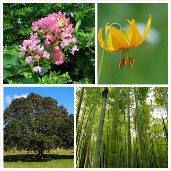 贵阳都溪林场空中怪车事件_贵阳空中怪车事件视频_贵阳空中怪车遗址展览