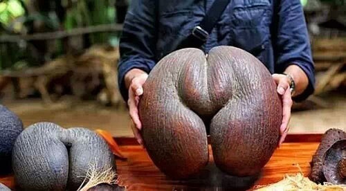 毛里求斯签证怎么办_毛里求斯免签多少天_毛里求斯旅游攻略是落地签吗