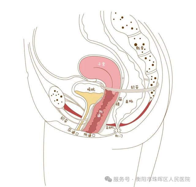 女尿失禁什么原因有三_女性尿失禁原因_女尿失禁什么原因引起的