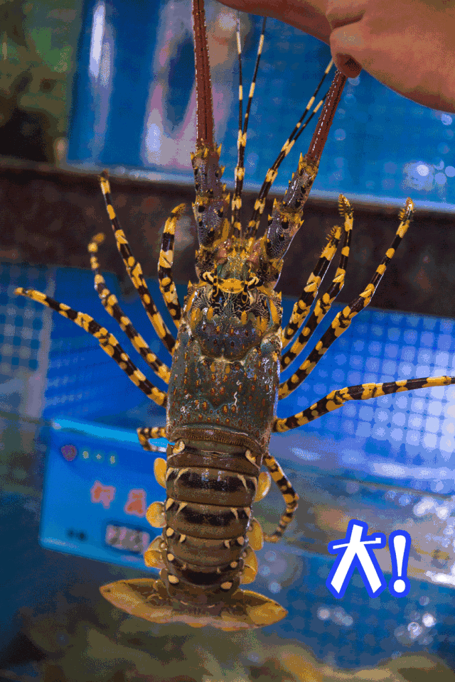 青岛吃海鲜的大排档_青岛 海鲜大排档_青岛好吃的海鲜大排档在哪