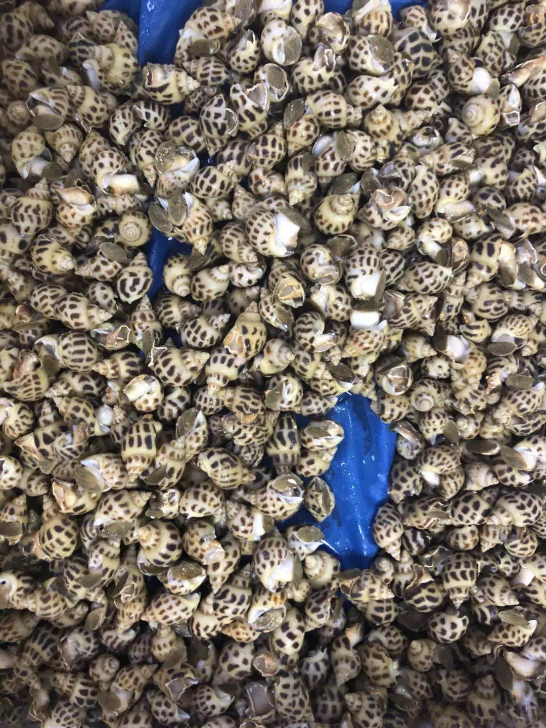 青岛好吃的海鲜大排档在哪_青岛吃海鲜的大排档_青岛 海鲜大排档