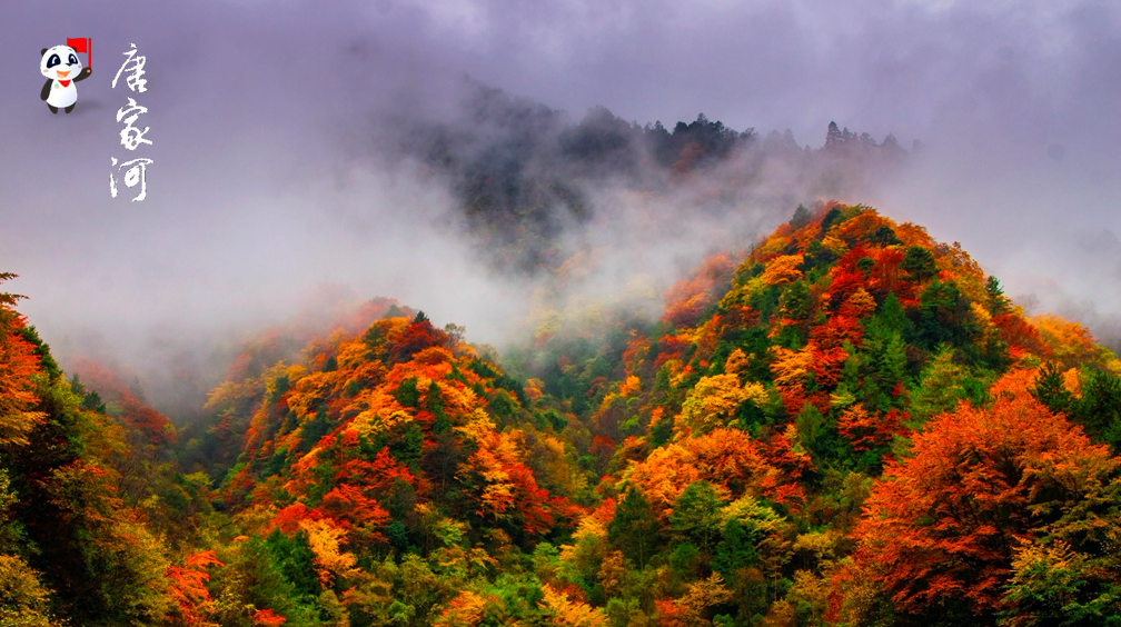 多彩金秋 | 四川十条最美彩林精品旅游线路出炉!(图27) 米亚罗毕棚沟2日游攻略_米亚罗毕棚沟旅游攻略_米亚罗毕棚沟旅游