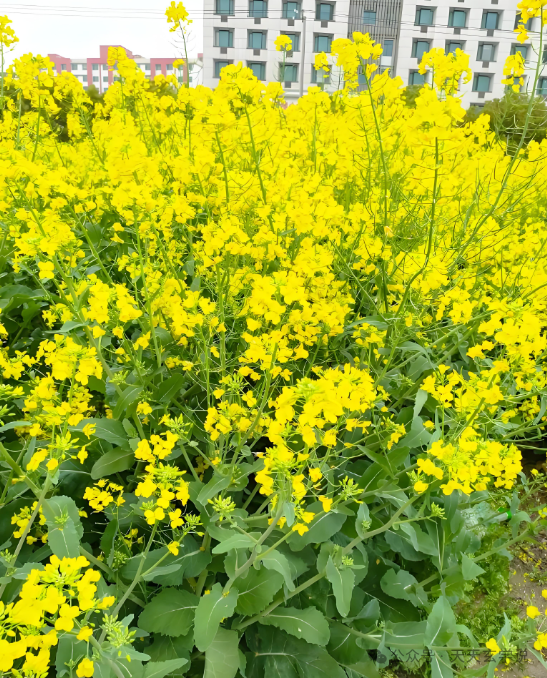 搬家吉日黄历2020_2025搬家黄道吉日吉时_搬家黄道吉时吉日2025年