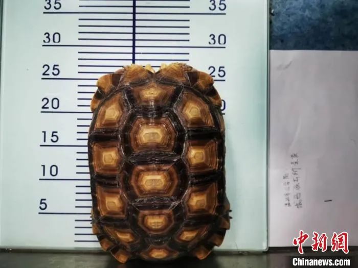 乌龟阳台保温养几天_阳台养乌龟怎么保温_乌龟阳台保温养殖方法