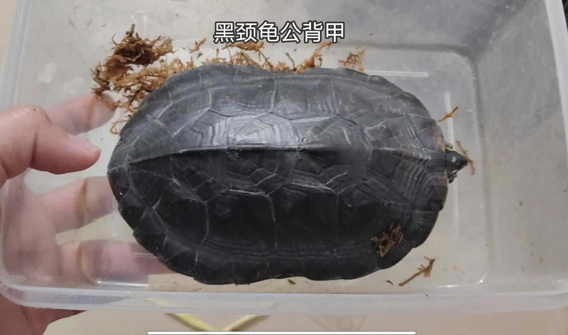 乌龟阳台保温养几天_乌龟阳台保温养殖方法_阳台养乌龟怎么保温