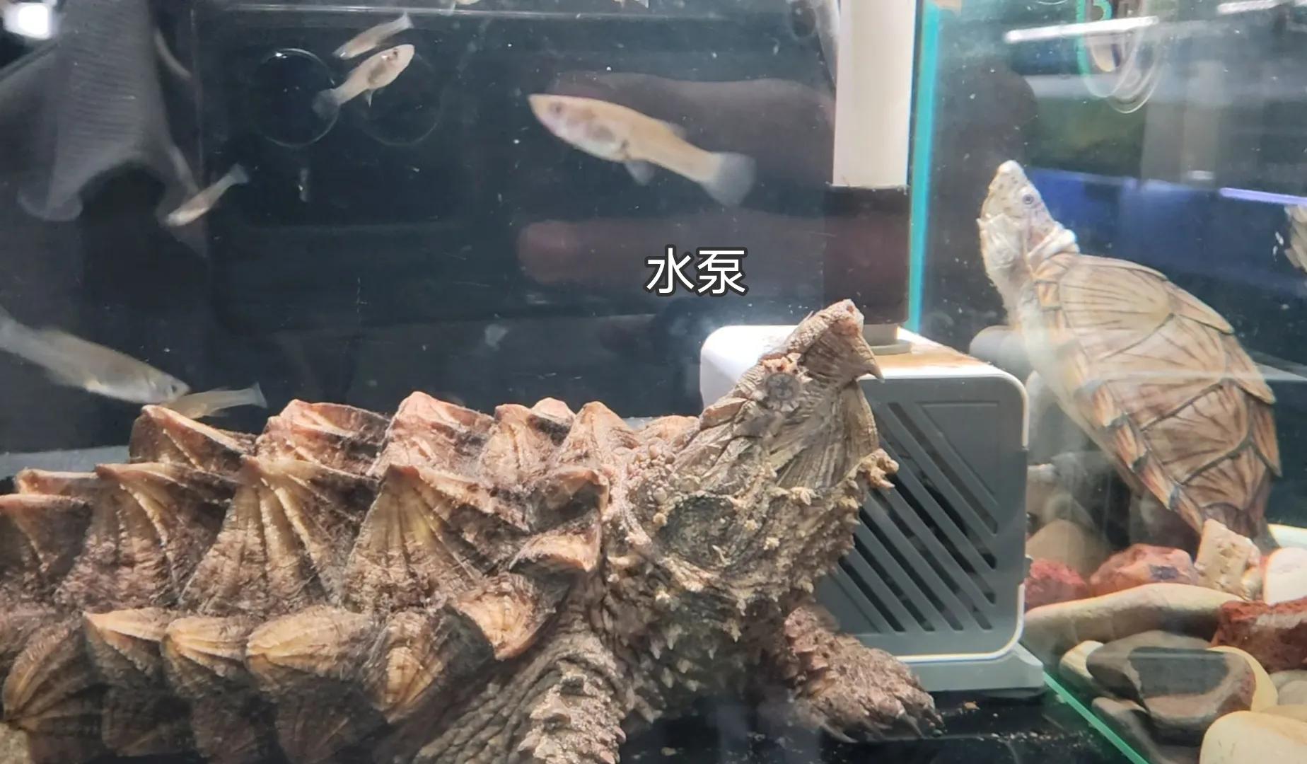 乌龟阳台保温养几天_阳台养乌龟怎么保温_乌龟阳台保温养殖方法