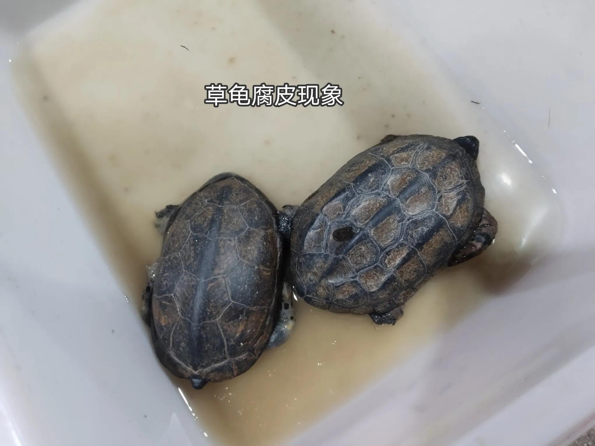 乌龟阳台保温养几天_阳台养乌龟怎么保温_乌龟阳台保温养殖方法