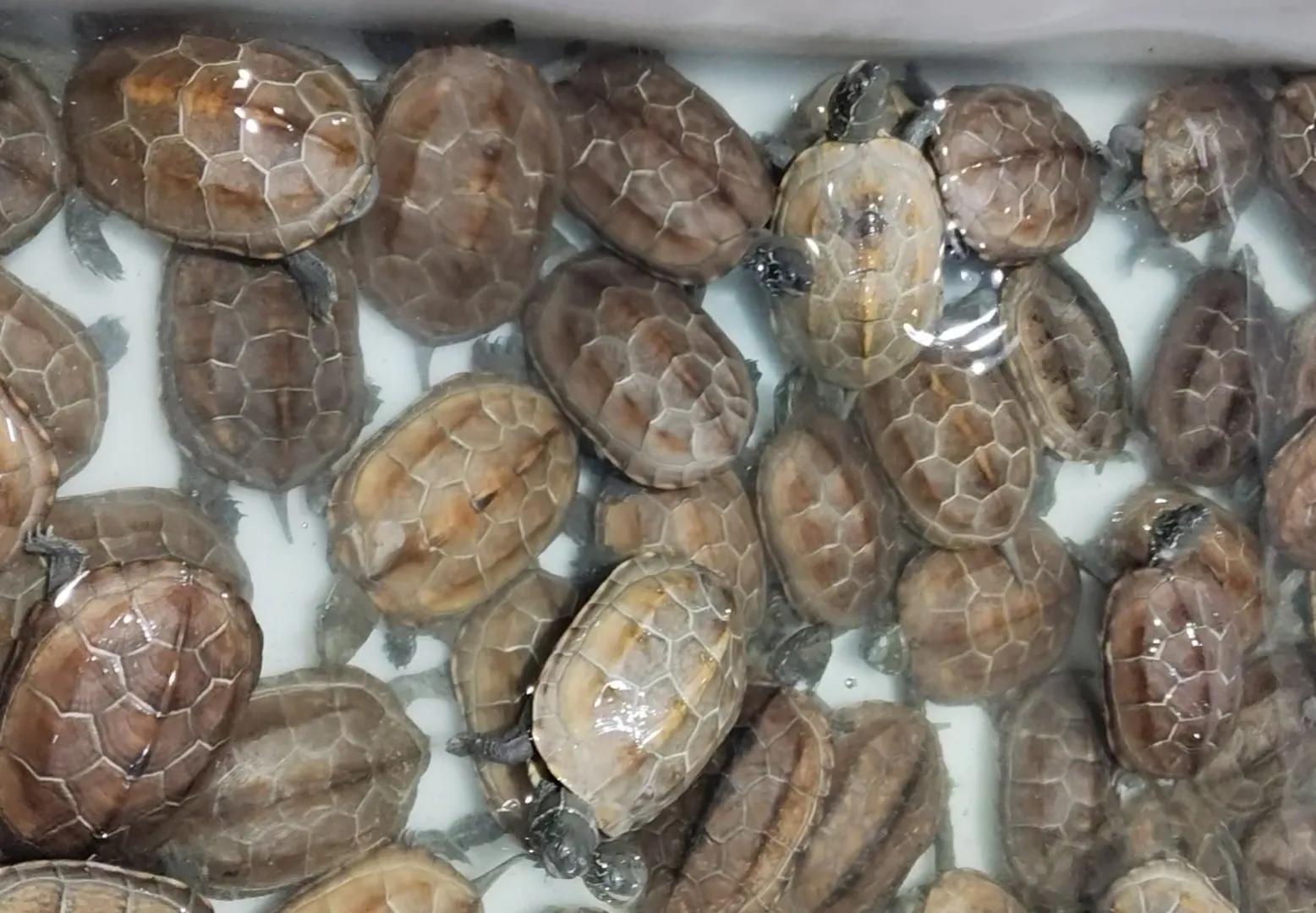 乌龟阳台保温养殖方法_乌龟阳台保温养几天_阳台养乌龟怎么保温