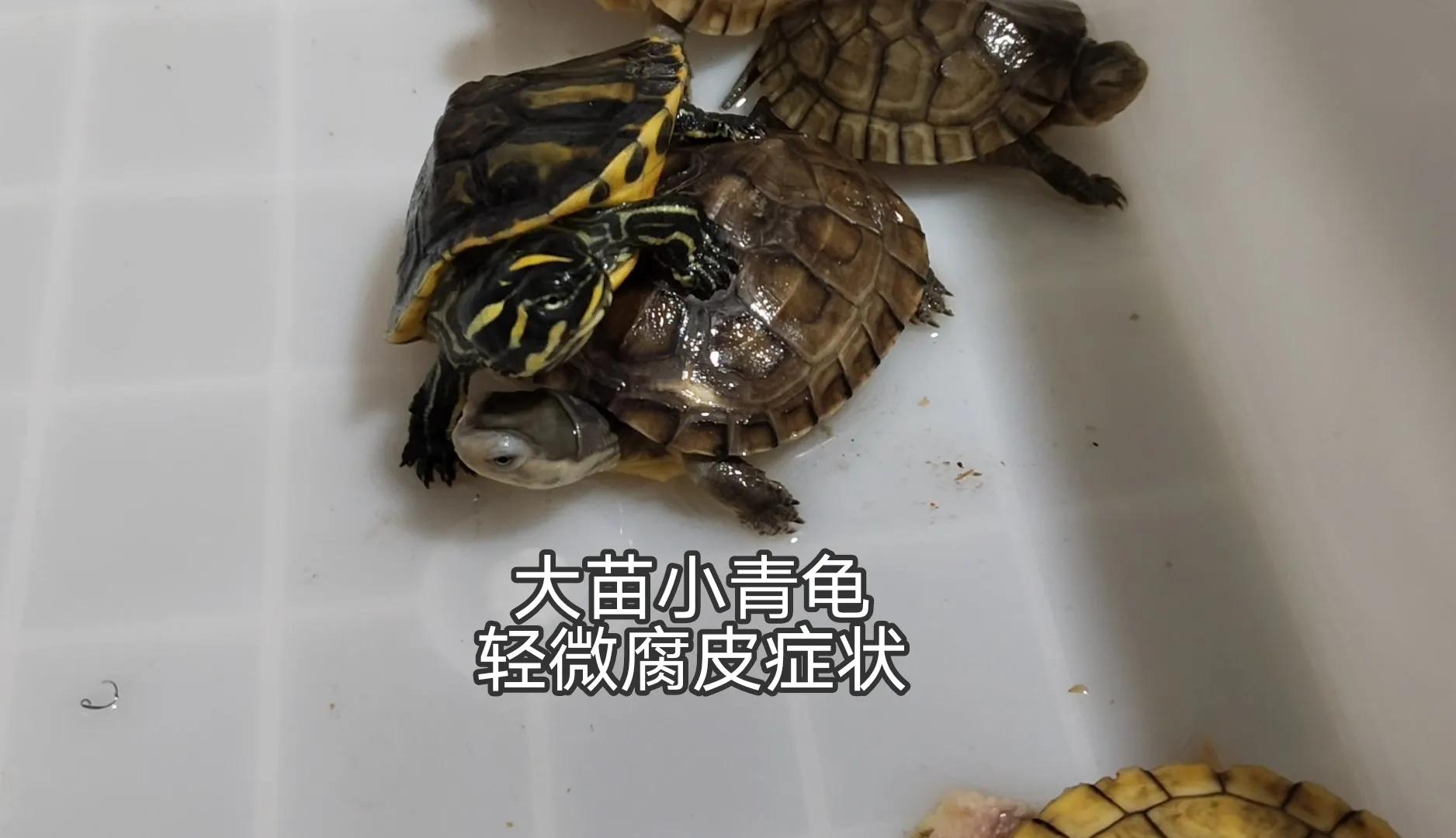 乌龟阳台保温养殖方法_阳台养乌龟怎么保温_乌龟阳台保温养几天