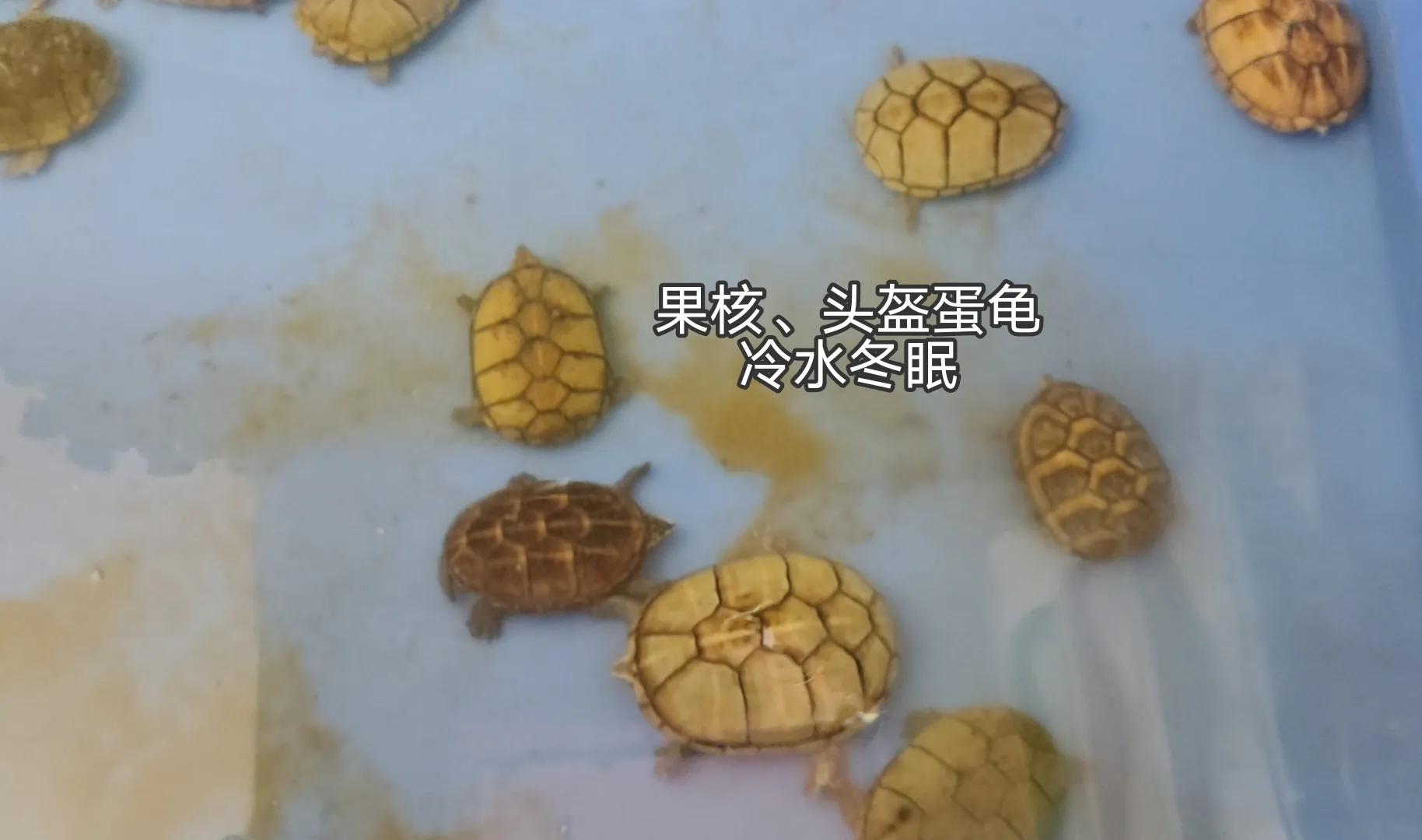 乌龟阳台保温养几天_阳台养乌龟怎么保温_乌龟阳台保温养殖方法