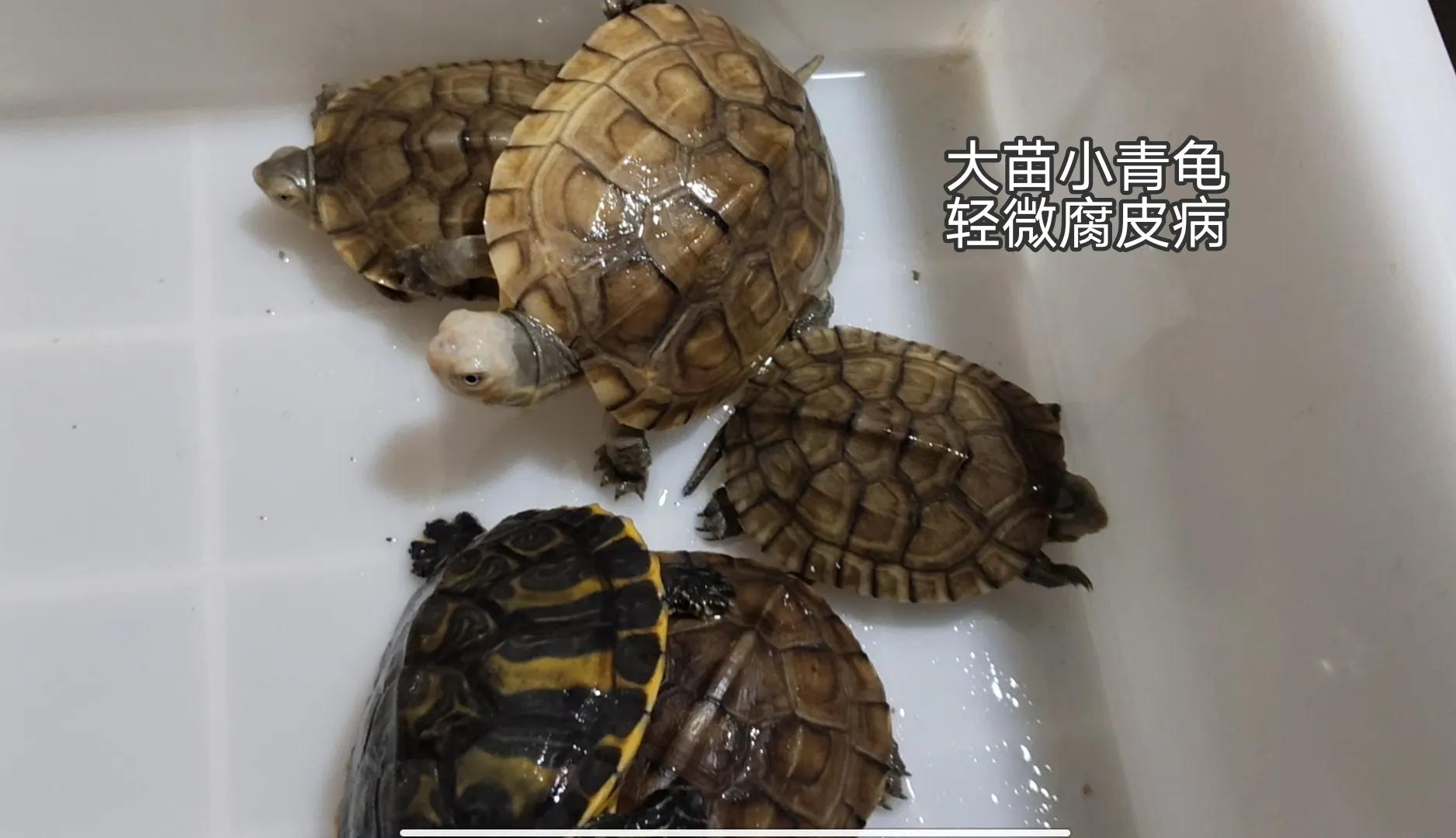 乌龟阳台保温养殖方法_乌龟阳台保温养几天_阳台养乌龟怎么保温