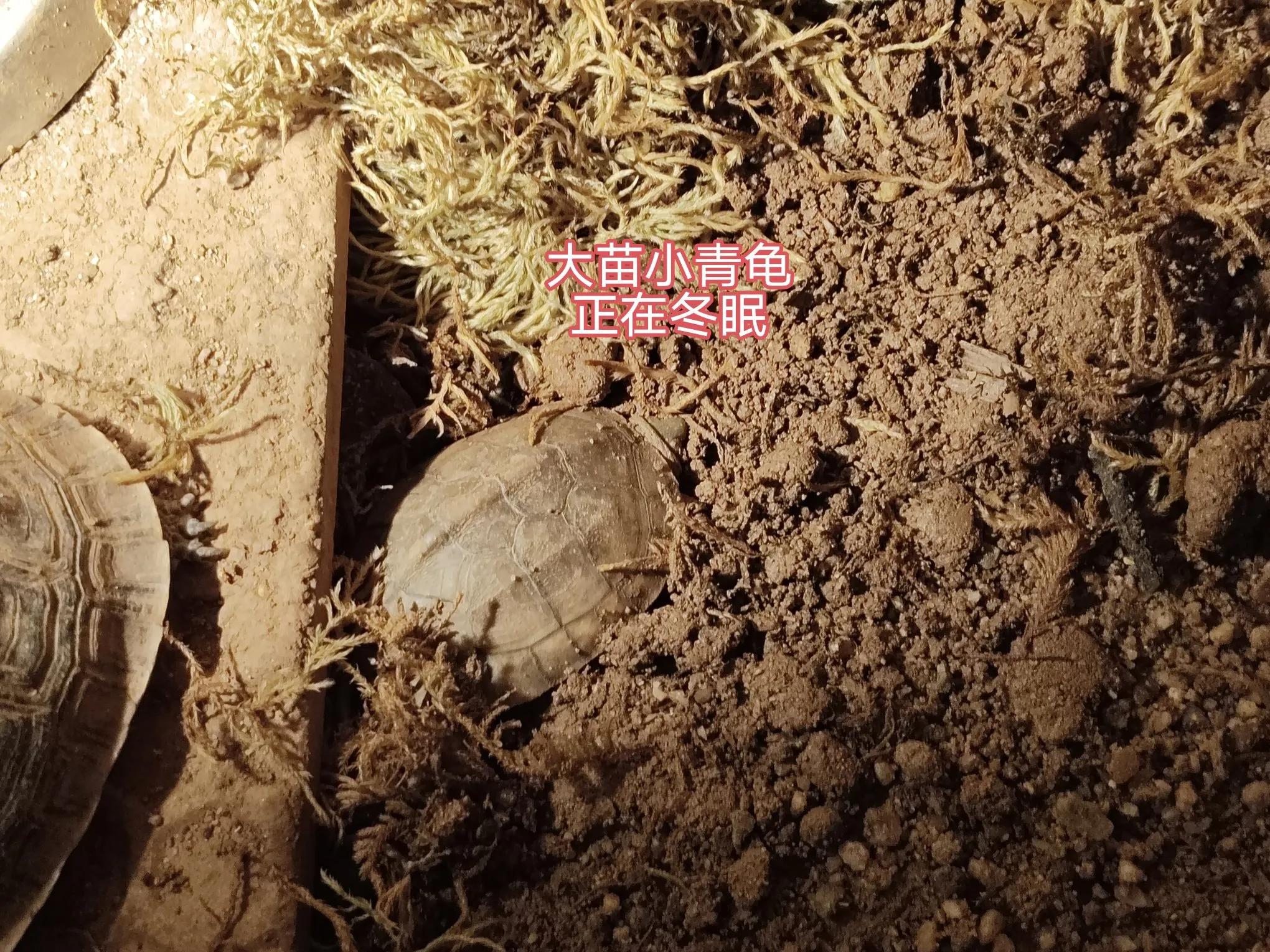 阳台养乌龟怎么保温_乌龟阳台保温养殖方法_乌龟阳台保温养几天