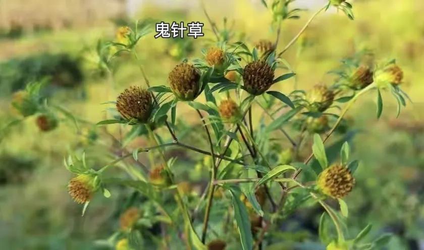 乌龟阳台保温养几天_乌龟阳台保温养殖方法_阳台养乌龟怎么保温