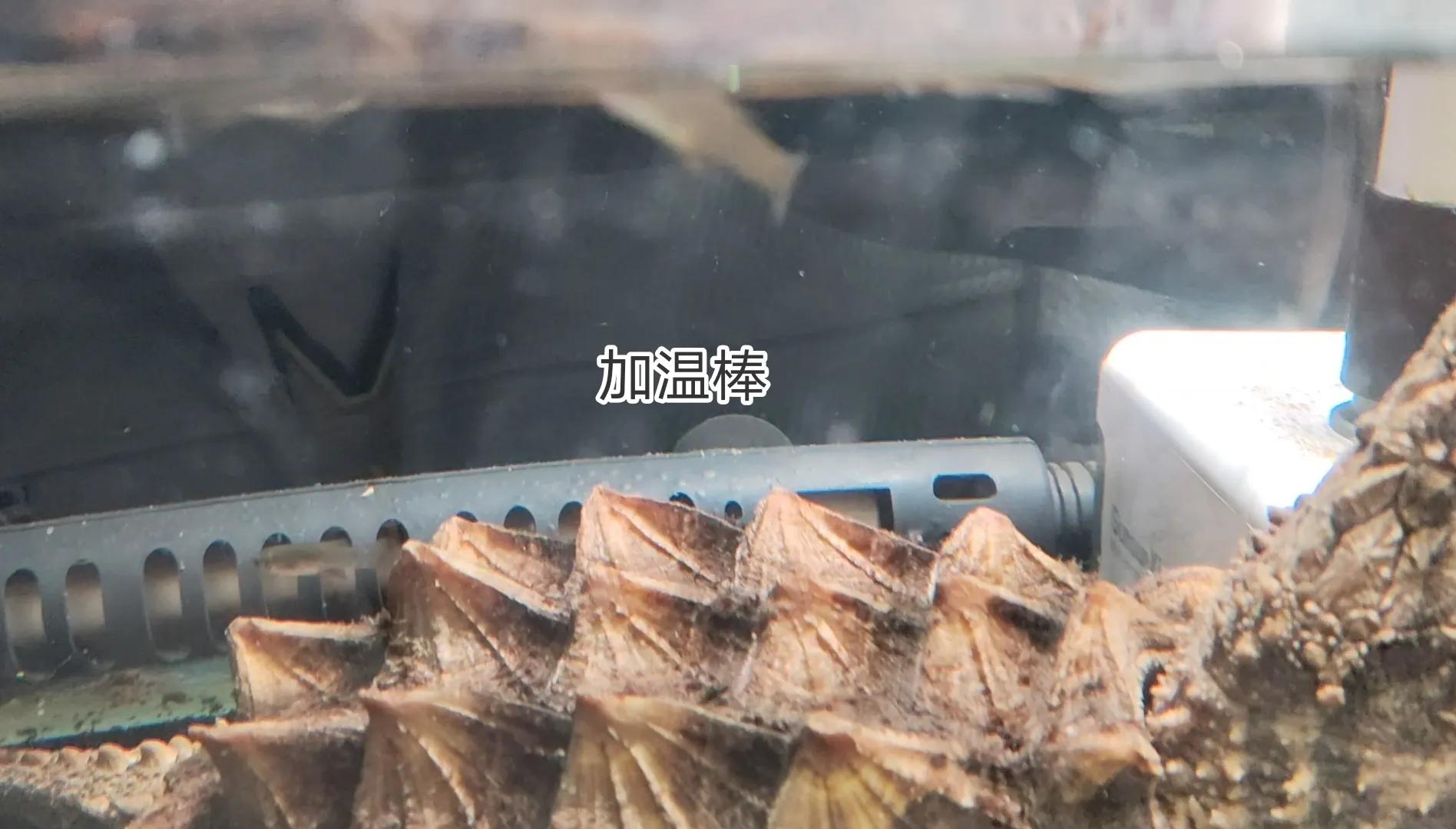 阳台养乌龟怎么保温_乌龟阳台保温养几天_乌龟阳台保温养殖方法