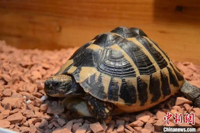 苏卡达陆龟、赫曼陆龟、辐射陆龟，3“龟迷”买龟获罪