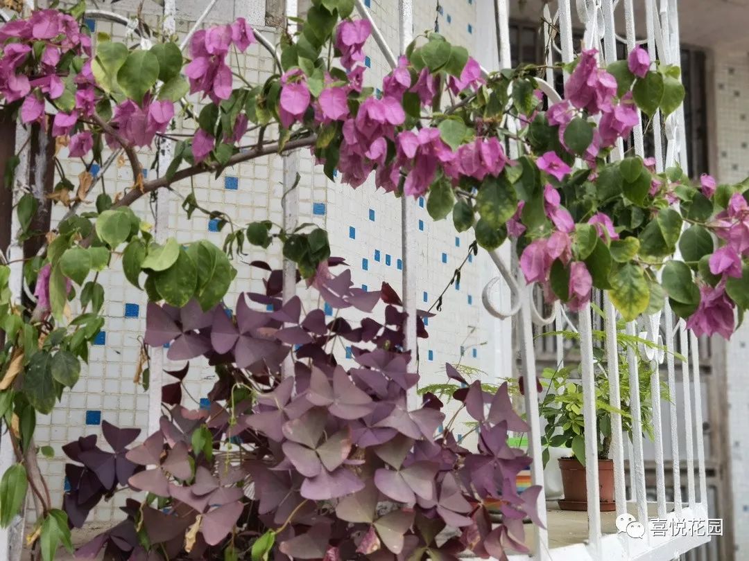 在阳台上能晒日光浴吗_阳台沐浴阳光_阳光浴一般晒多久