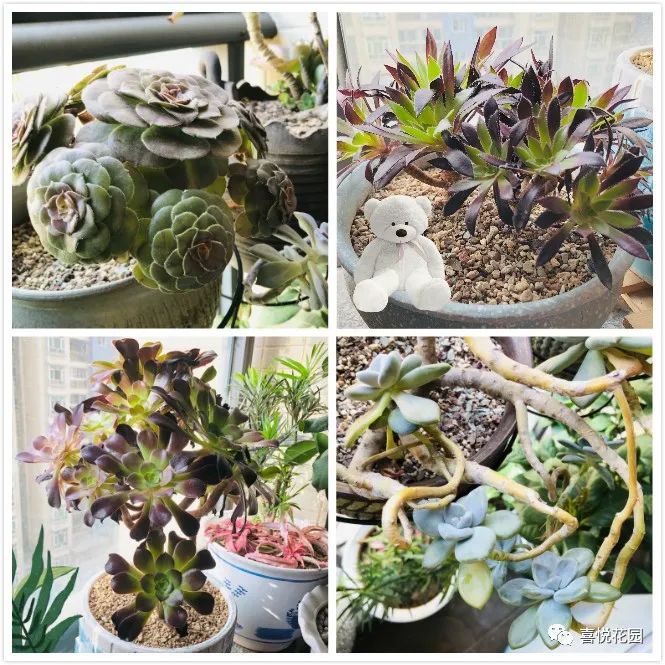 阳台沐浴阳光_阳光浴一般晒多久_在阳台上能晒日光浴吗