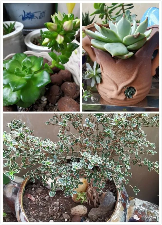 在阳台上能晒日光浴吗_阳台沐浴阳光_阳光浴一般晒多久