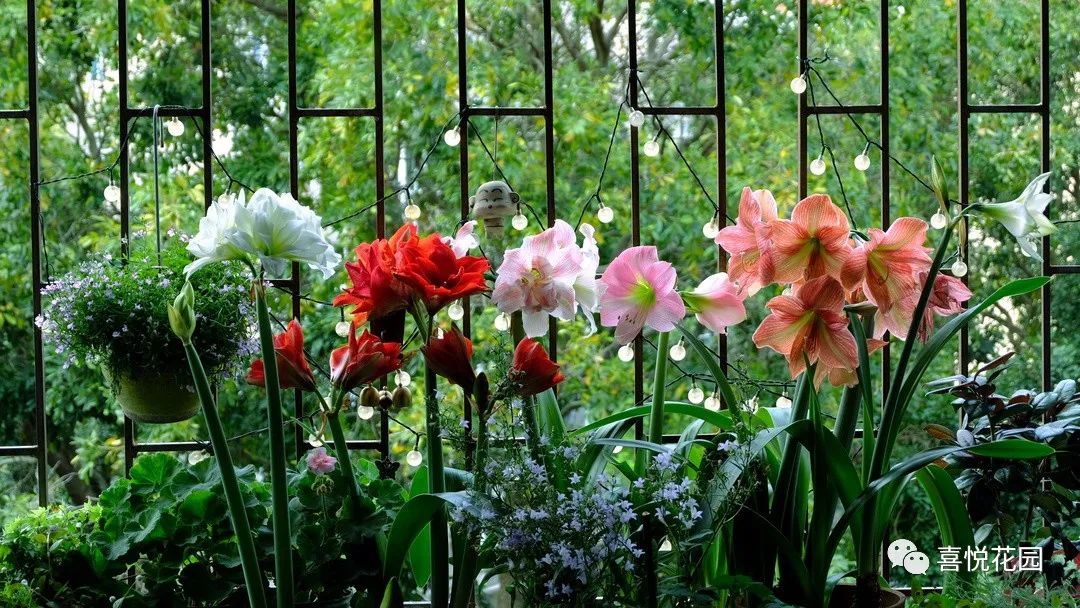 阳台沐浴阳光_阳光浴一般晒多久_在阳台上能晒日光浴吗