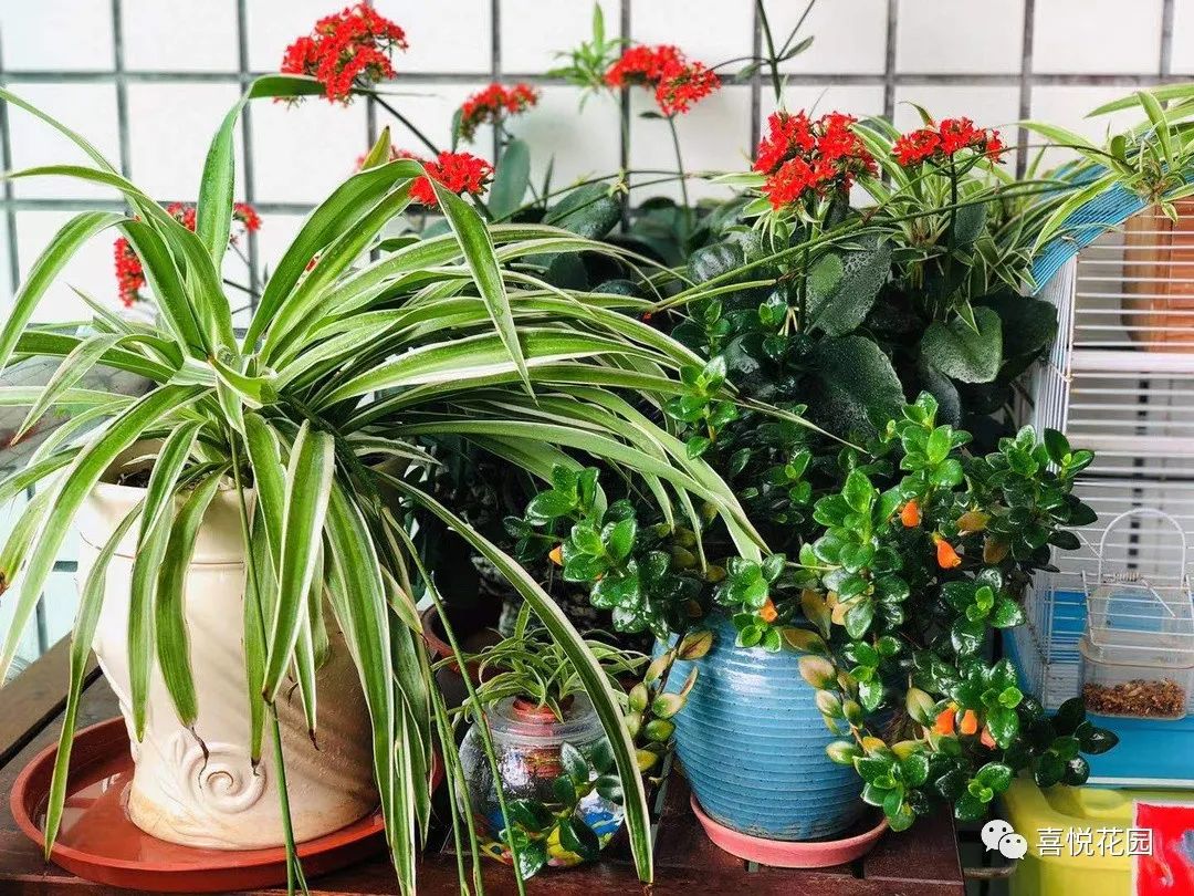 阳台沐浴阳光_在阳台上能晒日光浴吗_阳光浴一般晒多久