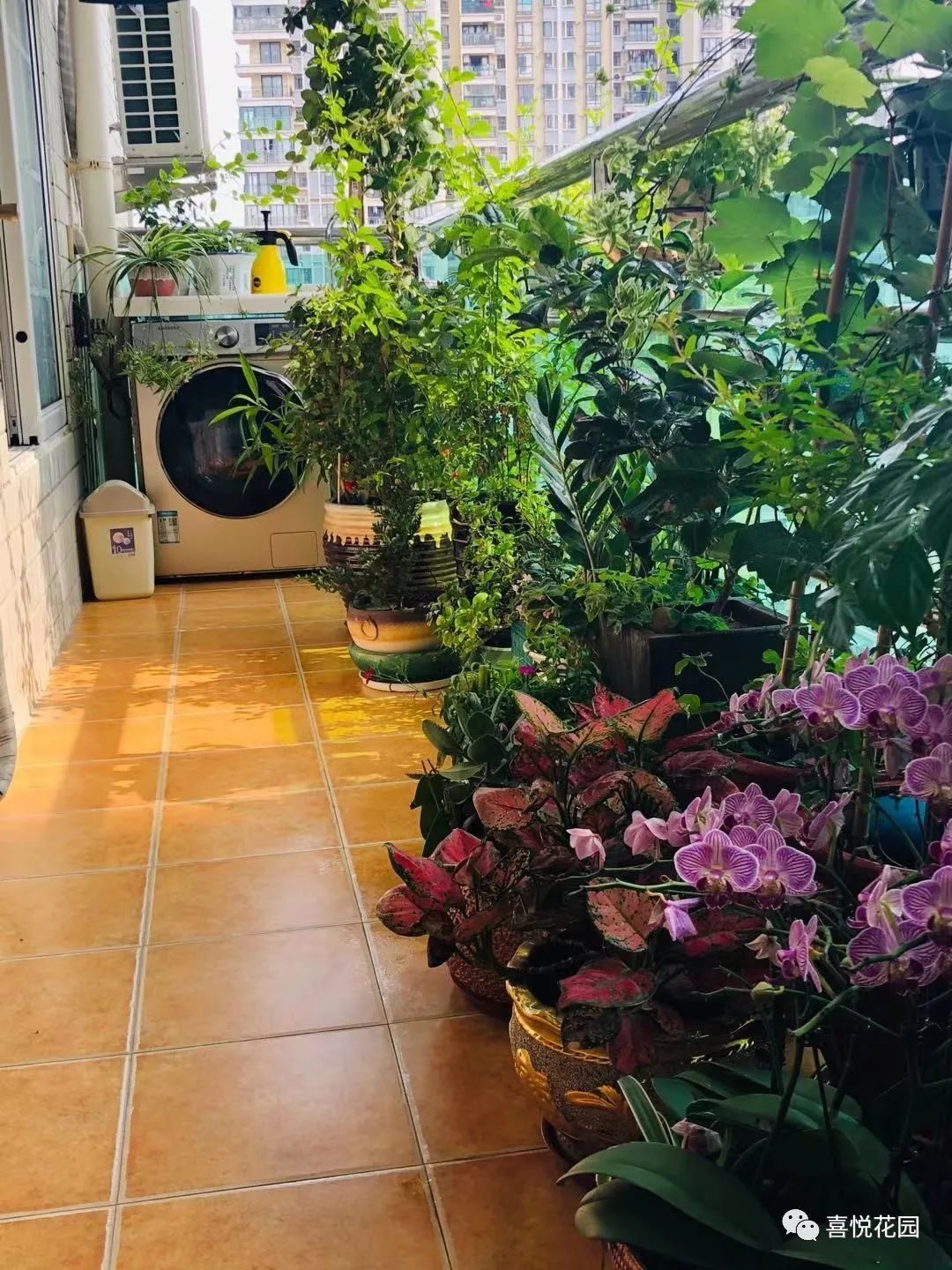 在阳台上能晒日光浴吗_阳台沐浴阳光_阳光浴一般晒多久