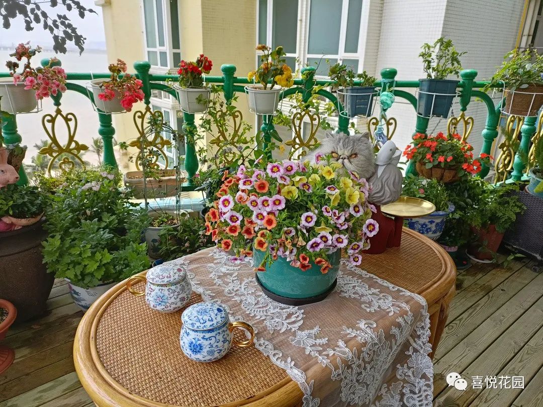 阳台沐浴阳光_阳光浴一般晒多久_在阳台上能晒日光浴吗