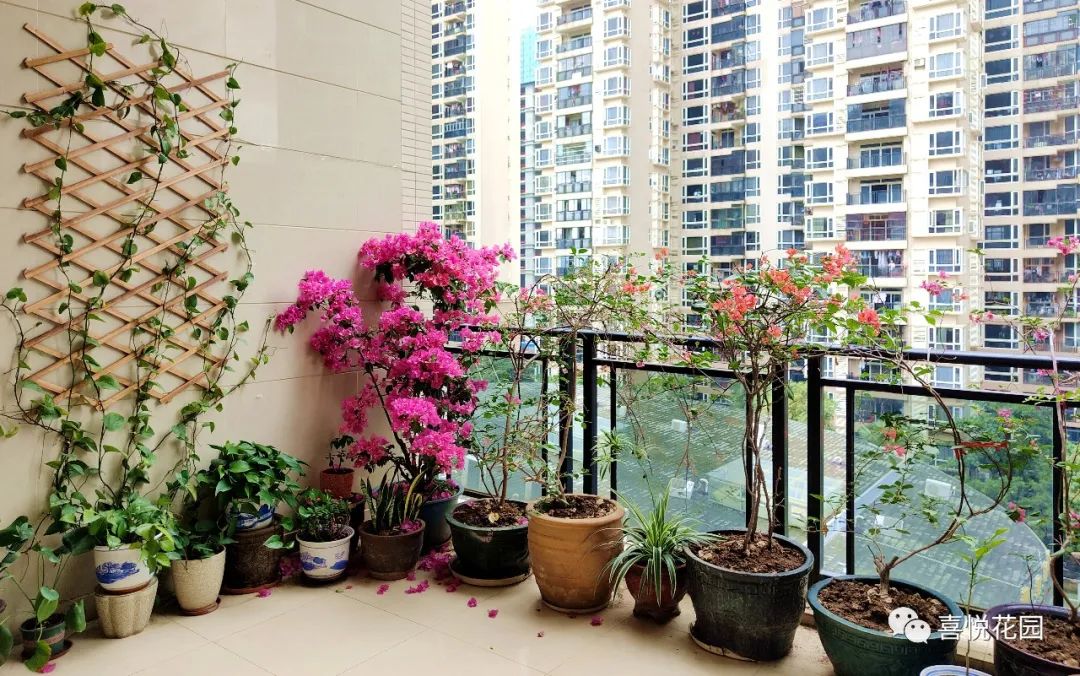 在阳台上能晒日光浴吗_阳光浴一般晒多久_阳台沐浴阳光